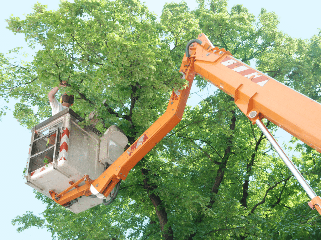 Pruning Perfection: The Astonishing Advantages of Tree Trimming in Dallas 1 Benefits of Tree Trimming in Dallas