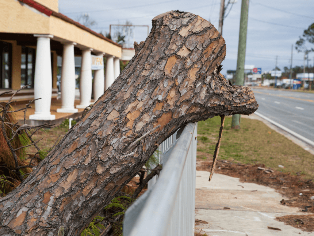 Hiring a Professional Tree Service in Dallas