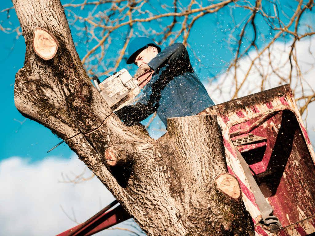 Tips for Finding Affordable Tree Service in Dallas