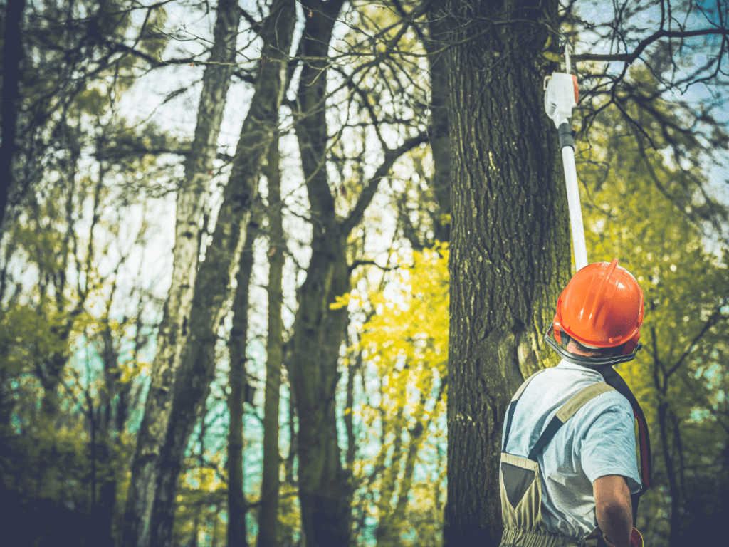Tree Removal Regulations in Dallas
