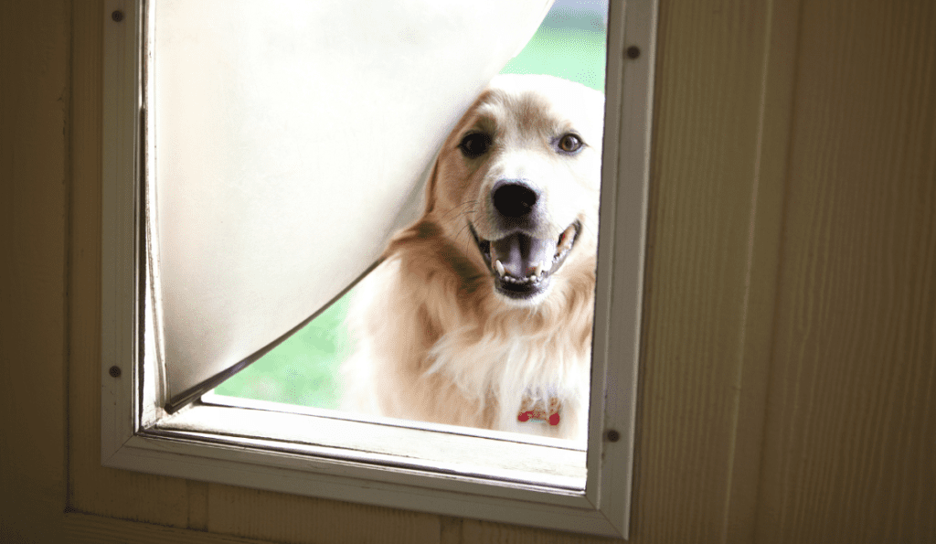 Best Dog Doors for Garage Door Optimizing Convenience for Pets and