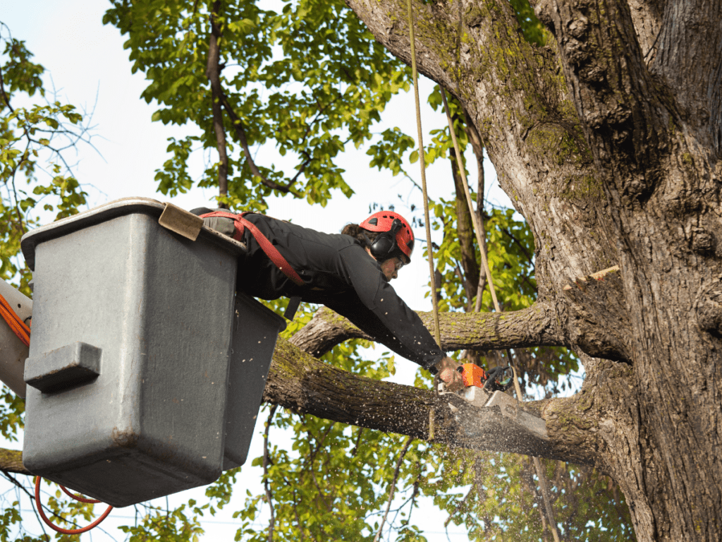 Saving the Day: The Importance of Dallas Emergency Tree Service 1 dallas emergency tree service