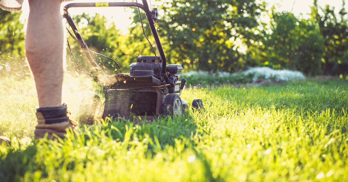 Dallas Lawn Care Treatment: Maintaining a Lush, Green Lawn in the Heart of Texas 1 dallas lawn care treatment