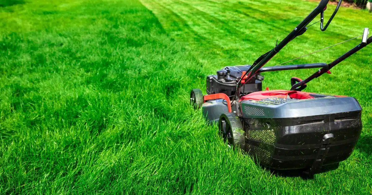 Dallas Texas Lawn Care Schedule: A Comprehensive Guide to Maintaining a Beautiful Yard Year-Round 1 dallas texas lawn care schedule