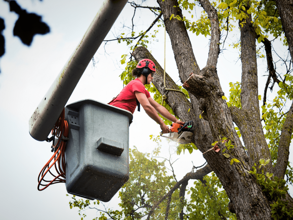 expert tree service dallas