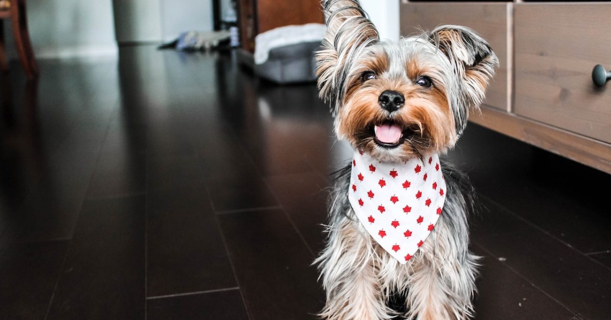 Pet-Friendly Pest Control Dallas: Why It Matters 1 pet-friendly pest control dallas