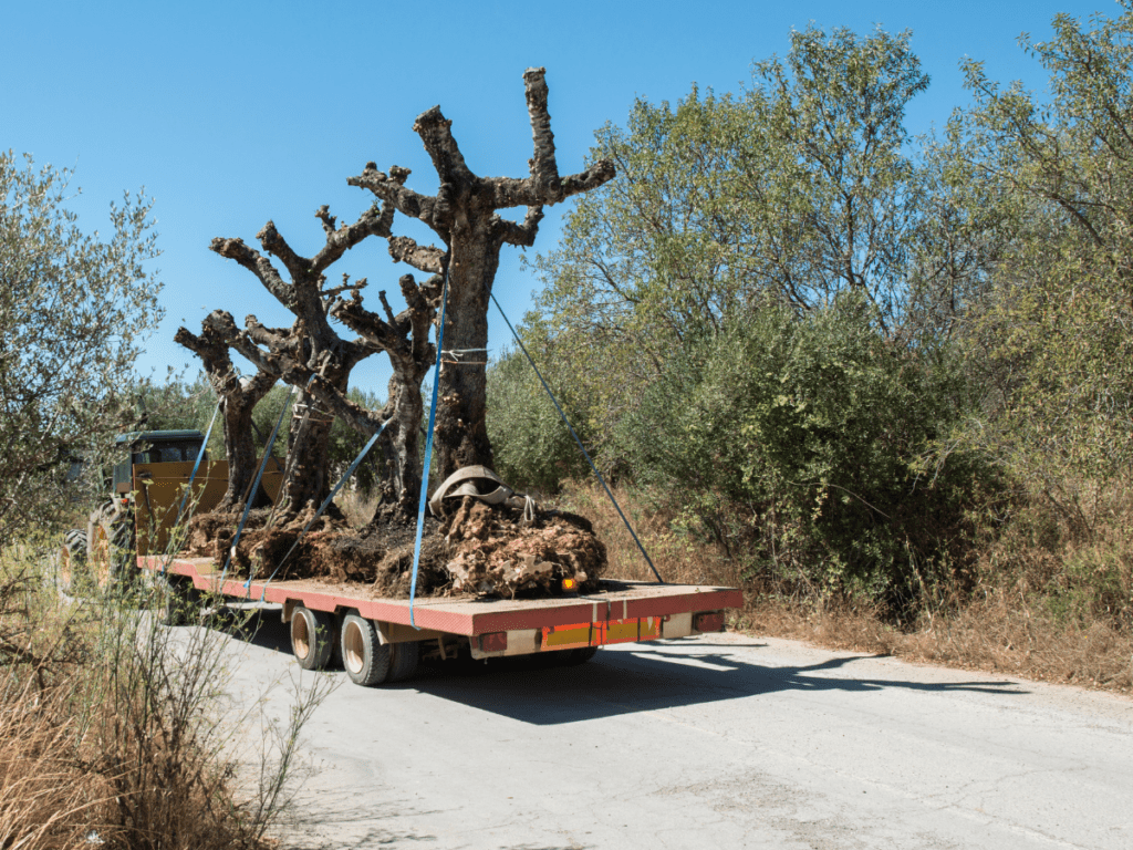 Green Giants on the Move: The Art of Tree Moving Service Dallas 1 tree moving service dallas