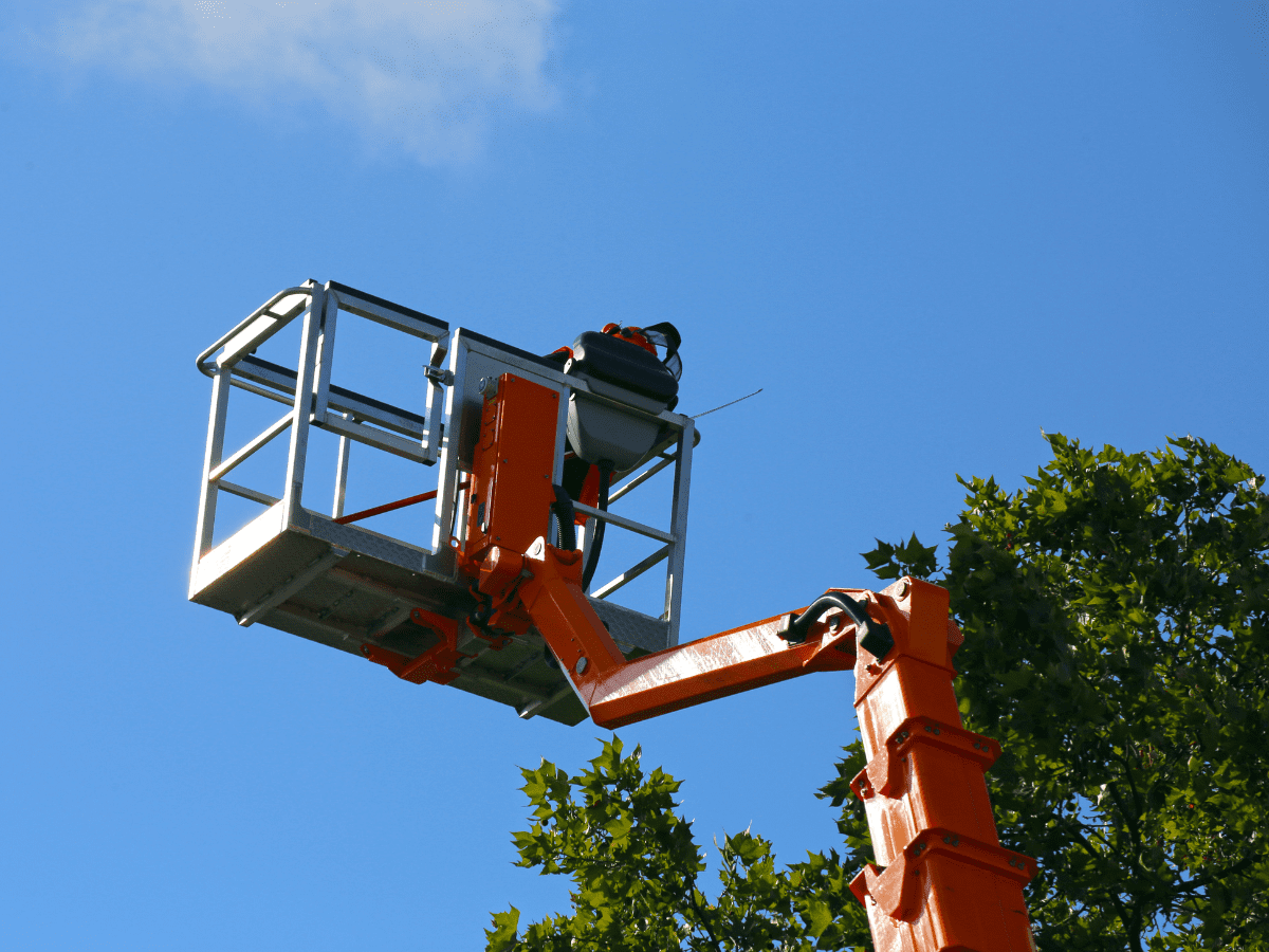 The Importance of Tree Service Dallas Texas 1 tree service dallas texas