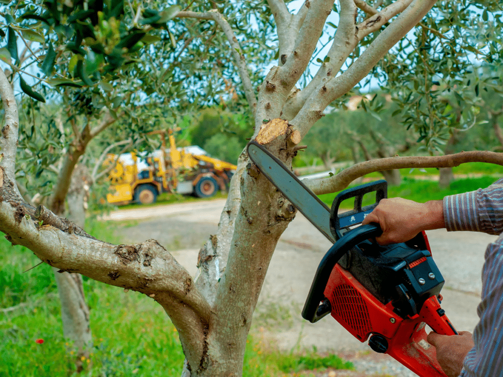 Rooted in Service: Exploring the World of Tree Care in Dallas 1 tree service in dallas