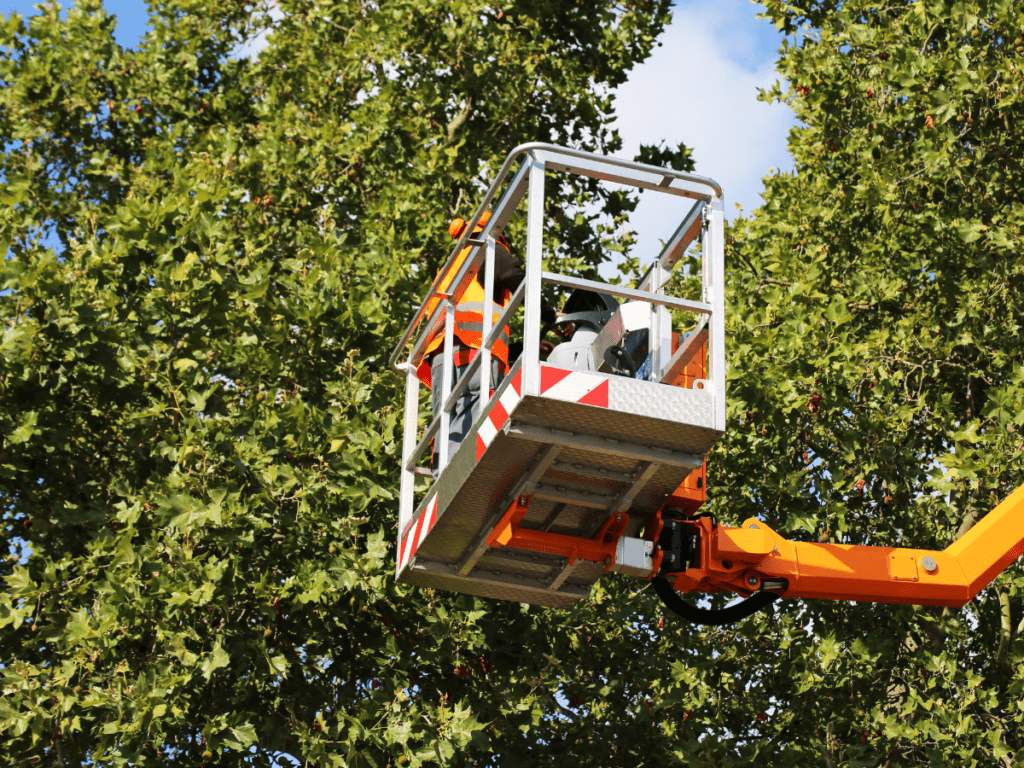Tree Trimming Service Dallas: A Comprehensive Guide to Enhance Your Property's Beauty and Safety 1 tree trimming service dallas