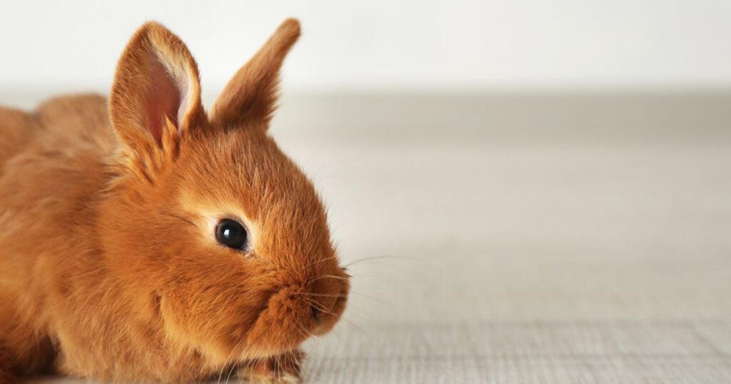 what is the best type of flooring for a rabbit cage