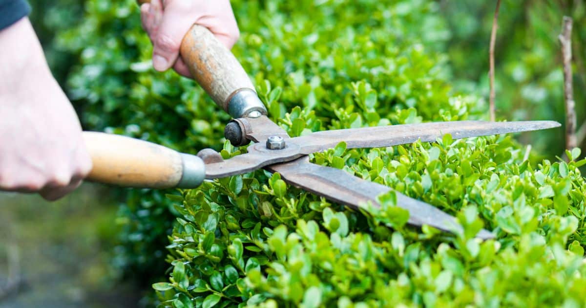 Do You Have To Be Licensed To Be A Landscaper In Texas? 2 do you have to be licensed to be a landscaper in texas