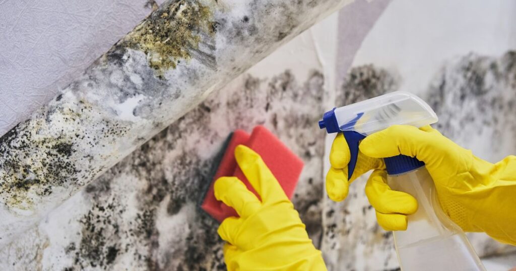 Difference Between Mold and Mildew