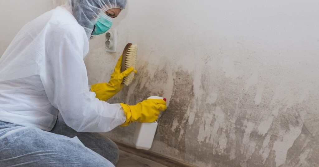 difference between mold and mildew