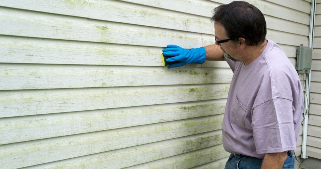 difference between mold and mildew