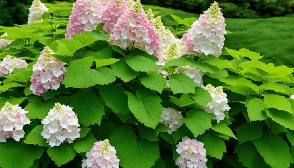Oak Leaf Hydrangea Oak Leaf Hydrangea