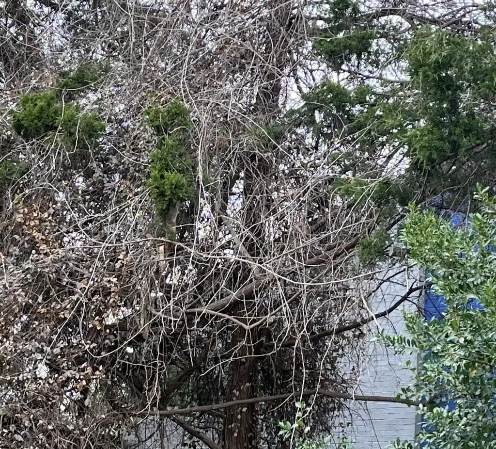 I Think I Found The Cheapest Tree Trimming Service in DFW 10